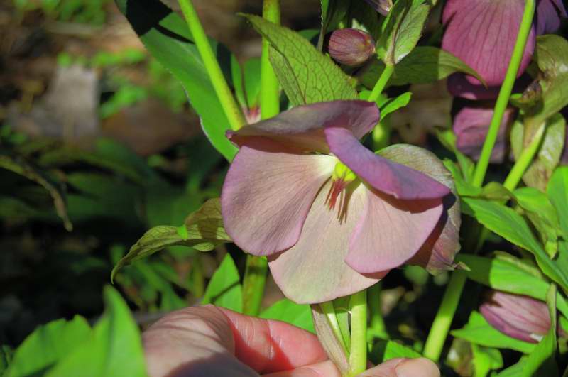 Photo of Genus=Helleborus&Species=x hybridus&Common=Blue Lady Lenten rose&Cultivar='Blue Lady'