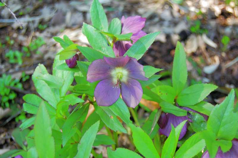 Photo of Genus=Helleborus&Species=x hybridus&Common=Red Lady Lenten Rose&Cultivar='Red Lady'