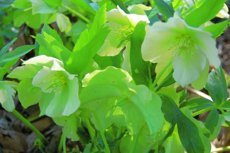 Photo of Genus=Helleborus&Species=x hybridus&Common=Yellow Lady Lenten Rose&Cultivar='Yellow Lady'