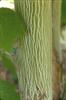 Photo of Genus=Acer&Species=tegmentosum&Common=White Tigress Maple&Cultivar='White Tigress'