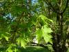 Photo of Genus=Acer&Species=campestre&Common=Field Maple, Hedge Maple&Cultivar=