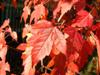Photo of Genus=Acer&Species=ginnala&Common=Flame Amur Maple&Cultivar='Flame'