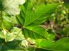 Photo of Genus=Acer&Species=miyabei&Common=Miyabe Maple&Cultivar=
