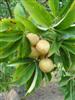 Photo of Genus=Aesculus&Species=glabra&Common=Ohio Buckeye&Cultivar=