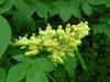 Photo of Genus=Aesculus&Species=flava&Common=Yellow Buckeye&Cultivar=