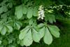 Photo of Genus=Aesculus&Species=hippocastanum&Common=Common Horsechestnut&Cultivar=