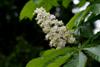 Photo of Genus=Aesculus&Species=hippocastanum&Common=Common Horsechestnut&Cultivar=