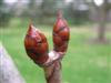 Photo of Genus=Aesculus&Species=hippocastanum&Common=Common Horsechestnut&Cultivar=