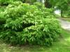 Photo of Genus=Aesculus&Species=parviflora&Common=Bottlebrush Buckeye&Cultivar=