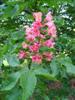 Photo of Genus=Aesculus&Species=x carnea&Common=Briotii Red Horsechestnut&Cultivar='Briotii'