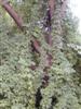 Photo of Genus=Akebia&Species=quinata&Common=Fiveleaf Akebia&Cultivar=
