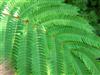 Photo of Genus=Albizia&Species=julibrissin&Common=Albizia or Silk-tree or Mimosa&Cultivar=