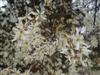 Photo of Genus=Amelanchier&Species=x grandiflora&Common=Autumn Brilliance Serviceberry&Cultivar='Autumn Brilliance'