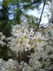 Photo of Genus=Amelanchier&Species=laevis&Common=Cumulus Serviceberry&Cultivar='Cumulus'