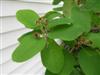 Photo of Genus=Amelanchier&Species=x grandiflora&Common=Apple Serviceberry&Cultivar=