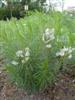 Photo of Genus=Amsonia&Species=hubrichtii&Common=Arkansas Amsonia&Cultivar=