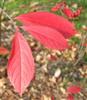 Photo of Genus=Aronia&Species=arbutifolia&Common=Red Chokeberry&Cultivar=