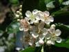 Photo of Genus=Aronia&Species=arbutifolia&Common=Red Chokeberry&Cultivar=