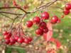 Photo of Genus=Aronia&Species=arbutifolia&Common=Red Chokeberry&Cultivar=