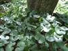 Photo of Genus=Asarum&Species=europaeum&Common=European Ginger&Cultivar=