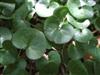 Photo of Genus=Asarum&Species=europaeum&Common=European Ginger&Cultivar=