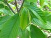 Photo of Genus=Asimina&Species=triloba&Common=Common Pawpaw&Cultivar=