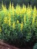 Photo of Genus=Baptisia&Species=sphaerocarpa&Common=Yellow Wild Indigo&Cultivar=