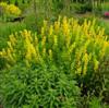 Photo of Genus=Baptisia&Species=sphaerocarpa&Common=Yellow Wild Indigo&Cultivar=