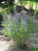 Photo of Genus=Baptisia&Species=&Common=Purple Smoke Baptisia or Purple Smoke Wild Indigo&Cultivar='Purple Smoke'