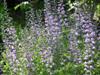 Photo of Genus=Baptisia&Species=&Common=Purple Smoke Baptisia or Purple Smoke Wild Indigo&Cultivar='Purple Smoke'