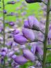 Photo of Genus=Baptisia&Species=&Common=Purple Smoke Baptisia or Purple Smoke Wild Indigo&Cultivar='Purple Smoke'