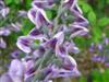 Photo of Genus=Baptisia&Species=&Common=Purple Smoke Baptisia or Purple Smoke Wild Indigo&Cultivar='Purple Smoke'