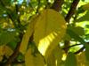 Photo of Genus=Betula&Species=lenta&Common=Sweet Birch&Cultivar=