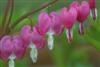 Photo of Genus=Dicentra&Species=spectabilis&Common=Old Fashion Bleeding Heart&Cultivar=