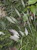 Photo of Genus=Calamagrostis&Species=brachytricha&Common=Korean Feather Reed Grass&Cultivar=