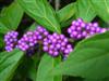 Photo of Genus=Callicarpa&Species=dichotoma&Common=Purple Beautyberry&Cultivar=