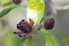 Photo of Genus=Calycanthus&Species=floridus&Common=Carolina Allspice&Cultivar=