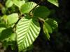 Photo of Genus=Carpinus&Species=caroliniana&Common=American Hornbeam&Cultivar=