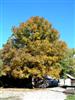 Photo of Genus=Carya&Species=ovata&Common=Shagbark Hickory&Cultivar=