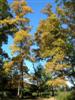 Photo of Genus=Carya&Species=ovata&Common=Shagbark Hickory&Cultivar=