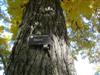 Photo of Genus=Carya&Species=x laneyi&Common=Laney's Hickory&Cultivar=