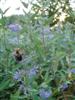 Photo of Genus=Caryopteris&Species=x clandonensis&Common=Bluebeard&Cultivar=