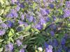 Photo of Genus=Caryopteris&Species=x clandonensis&Common=Blue Spirea, Bluebeard&Cultivar='Worchester Gold'