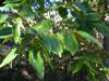 Photo of Genus=Castanea&Species=mollissima&Common=Chinese Chestnut&Cultivar=