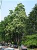 Photo of Genus=Catalpa&Species=speciosa&Common=Northern Catalpa, Western Catalpa, Hardy Catalpa&Cultivar=