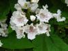 Photo of Genus=Catalpa&Species=speciosa&Common=Northern Catalpa, Western Catalpa, Hardy Catalpa&Cultivar=