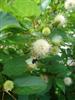 Photo of Genus=Cephalanthus&Species=occidentalis&Common=Moonlight Fantasy Buttonbush&Cultivar='Moonlight Fantasy'