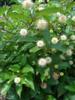 Photo of Genus=Cephalanthus&Species=occidentalis&Common=Moonlight Fantasy Buttonbush&Cultivar='Moonlight Fantasy'