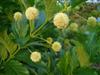 Photo of Genus=Cephalanthus&Species=occidentalis&Common=Buttonbush&Cultivar=