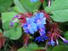 Photo of Genus=Ceratostigma&Species=plumbaginoides&Common=Plumbago, Leadwort&Cultivar=